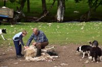 153 Cairngorm Mountains, Schäfer Niels (2)