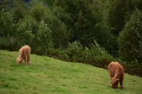 285 Highland Cattles nahe Loch Awe
