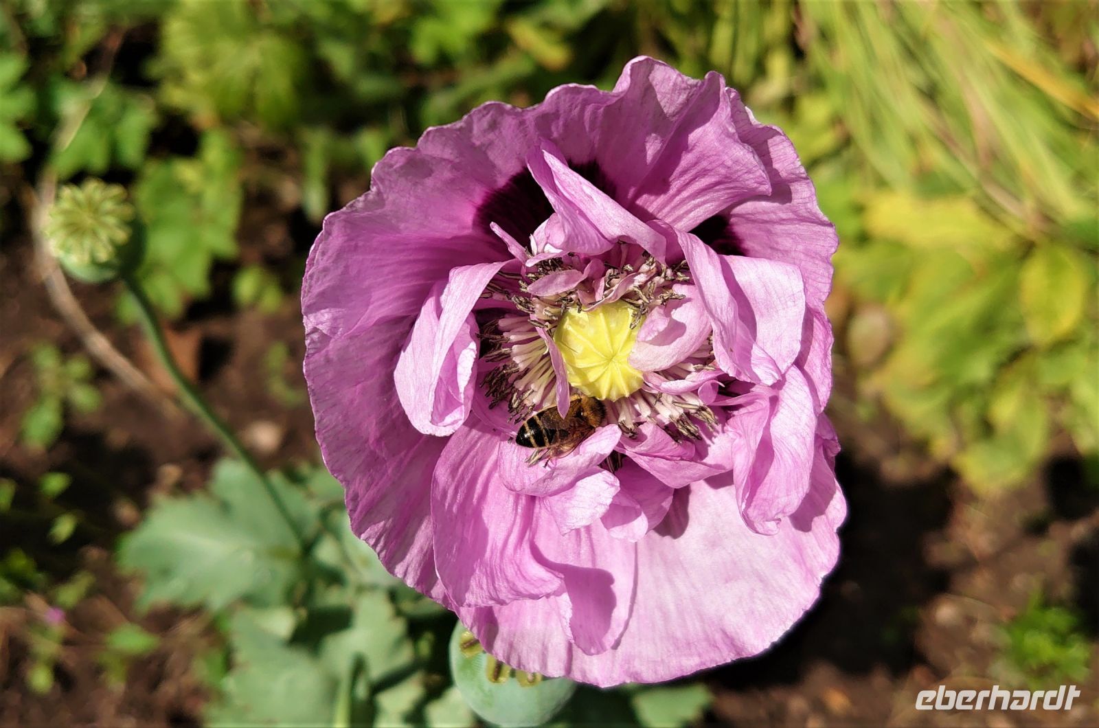 Flora und Fauna im Arboretum