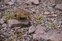 Dieses Arme Tier wäre um ein Haar unter meinem Wanderschuh gelandet. 