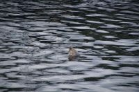 Boje?  ....  (Spoiler: nein!) 