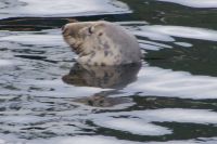 Kegelrobbe im Hafen von Mallaig