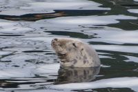 vorwitzige Kegelrobbe im Hafen von Mallaig