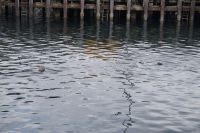 Zwei Kegelrobben im Hafen von Maillaig. 