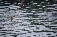 Die dunkle Robbe ist von oben deutlich besser getarnt