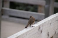 Rotkehlchen (oder Graurückchen?)