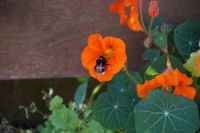 Hummel auf Kapuzinerkresse