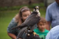 Auge in Auge mit dem Falken (Wanderfalke)