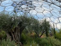 alte Olivenbäume