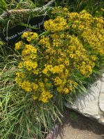 Auch hier blüht uns etwas!