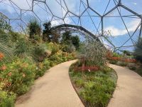 Die Büschel heißen Dasylirion longissimum oder Mexican Grass Tree, eine Spargelart!