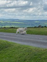 Lamm mit Mama und Nuckis