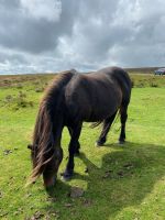 Ein stolzes Dartmoore Pony