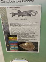 Er lebte hier vor ca. 300 Mio. Jahren