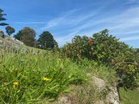 Fast wie eine Bergwiese