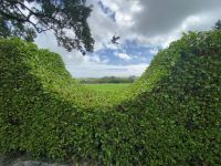 Panoramahecke mit Vogel