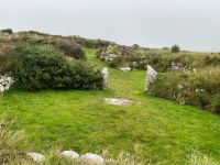 Stechginster gibt es auch