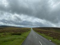 weite Weiten mit entspanntem Schaf