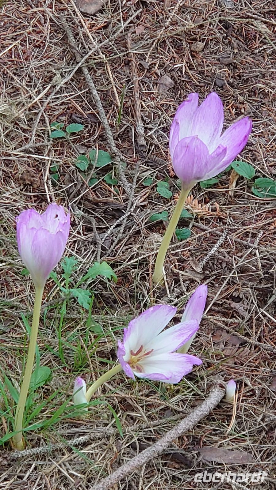 Arley Aboretum & Gardens.JPG