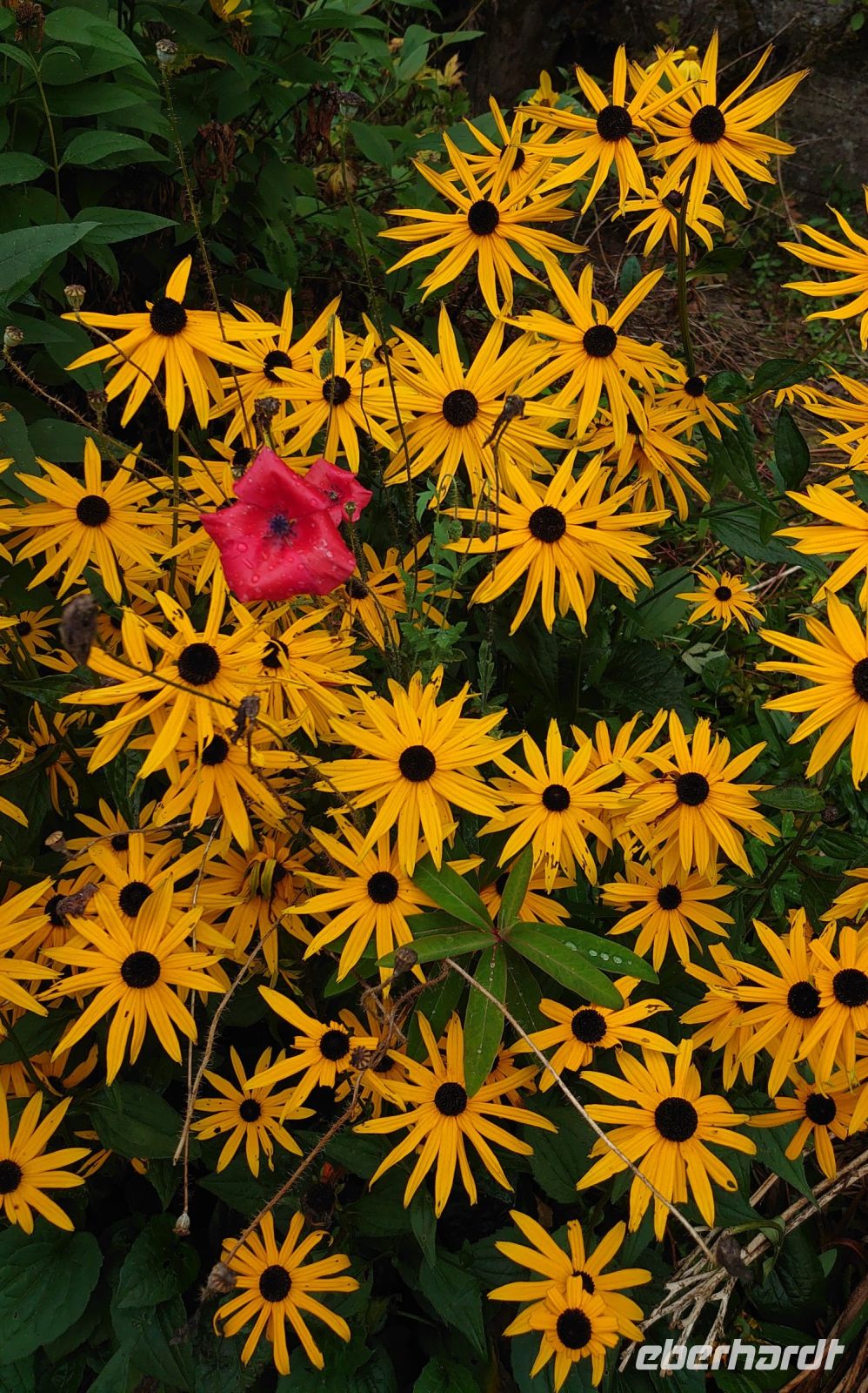 Arley Aboretum & Gardens.JPG