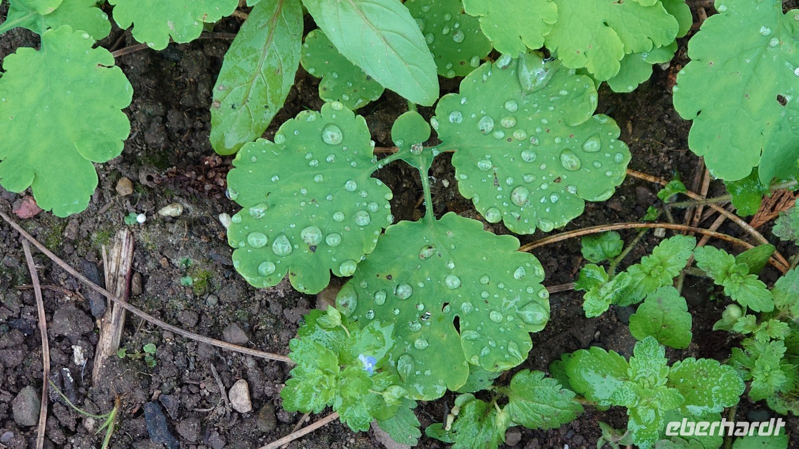 Arley Aboretum & Gardens.JPG