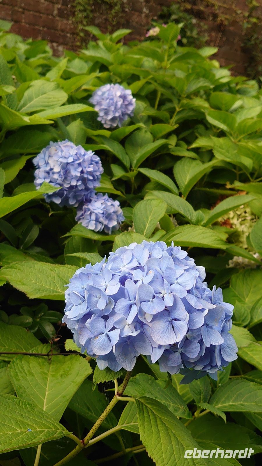 Arley Aboretum & Gardens.JPG