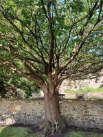 Jap. Kirsche gepflanzt von Elisabeth II. 1953