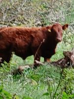 Kühe am Straßenrand