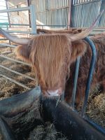 auf der Highland Cattle Farm