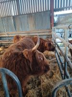 auf der Highland Cattle Farm