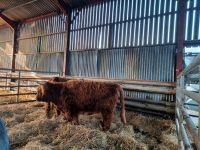 auf der Highland Cattle Farm