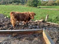 auf der Highland Cattle Farm