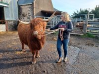auf der Highland Cattle Farm