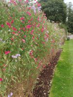 Gartenanlage am Schloss Balmoral