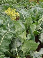 Gartenanlage am Schloss Balmoral