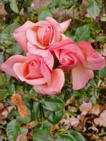 Gartenanlage am Schloss