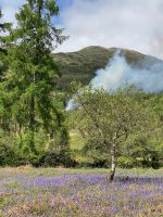 kleiner Brand im Wald