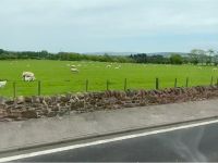 flauschige schottische Schafe