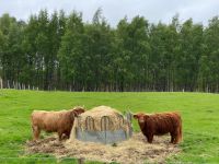 Fell wird nachgefüllt