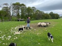 Schäfer Neil und sein Team