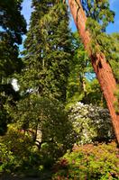 218 Bodnant Garden