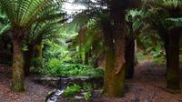 218 Cornwall, Trebah Garden