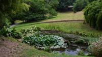 220 Cornwall, Trebah Garden