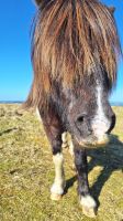 Dartmoor Pony