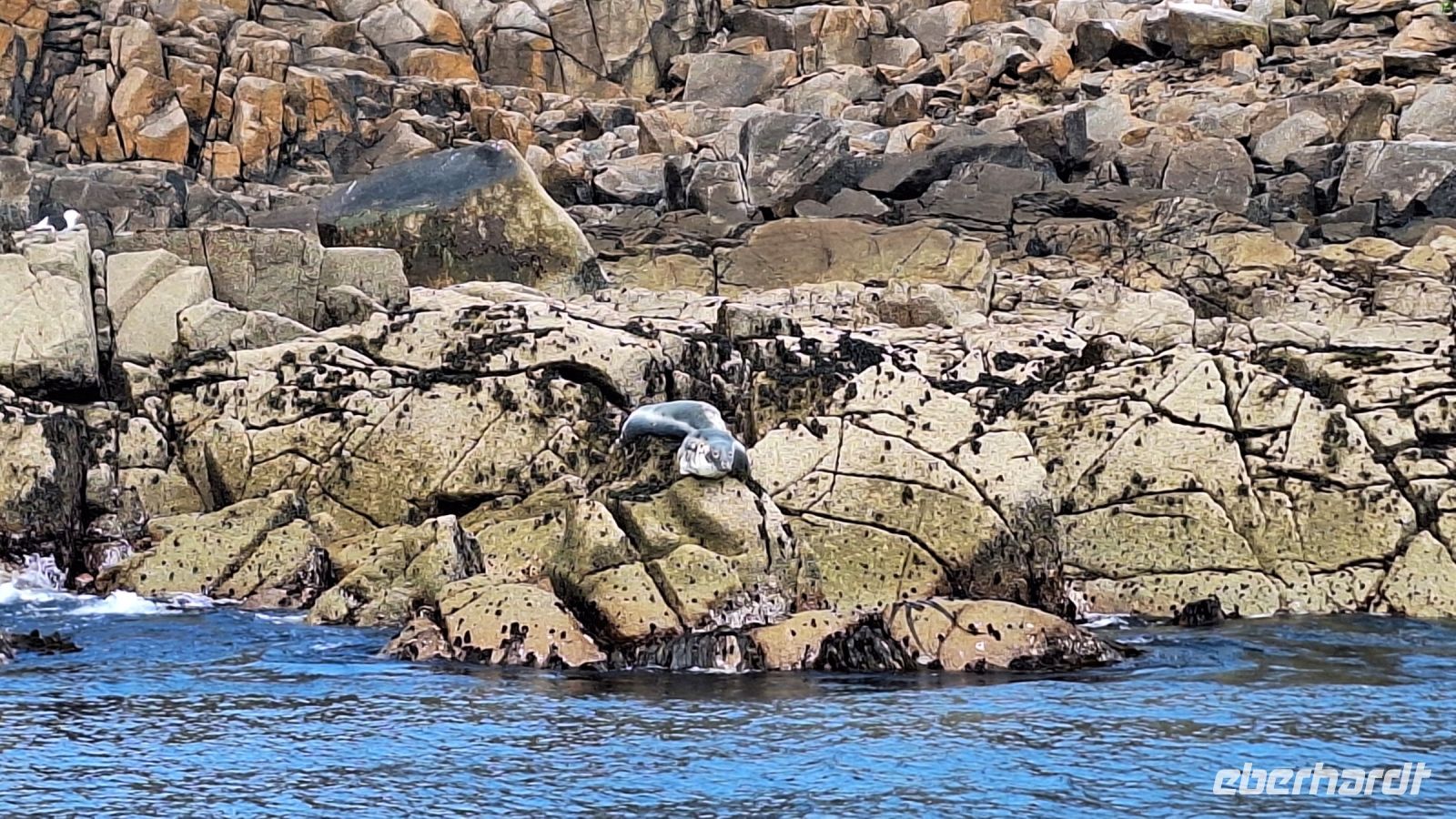 Isles of Scilly: Boot-Safari