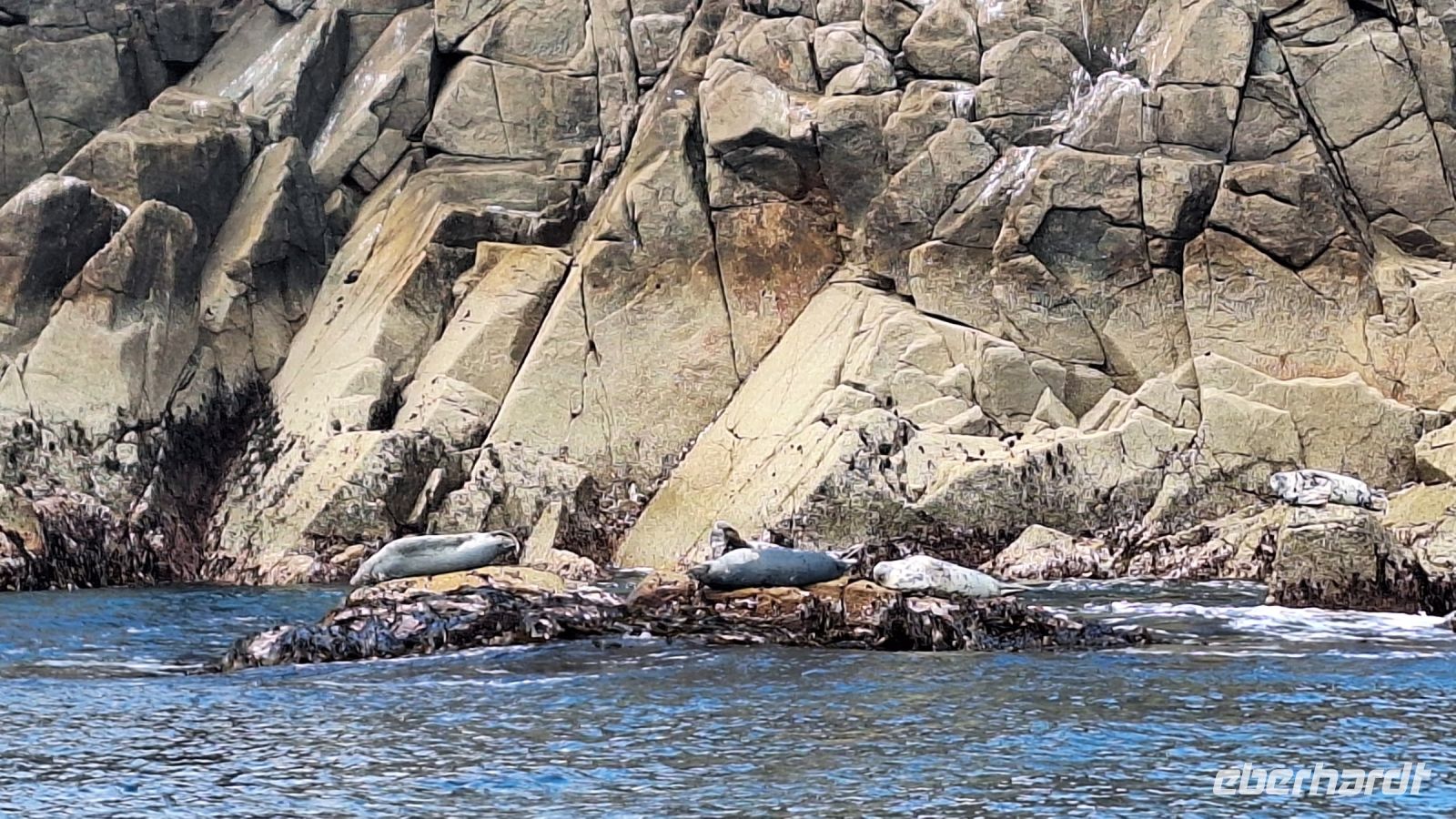 Isles of Scilly: Boot-Safari