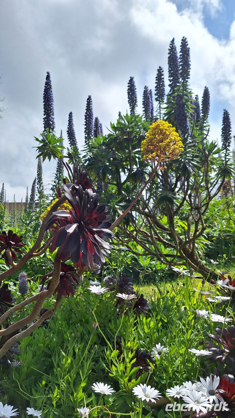 Isles of Scilly, Tresco: Tresco Abbey Gardens