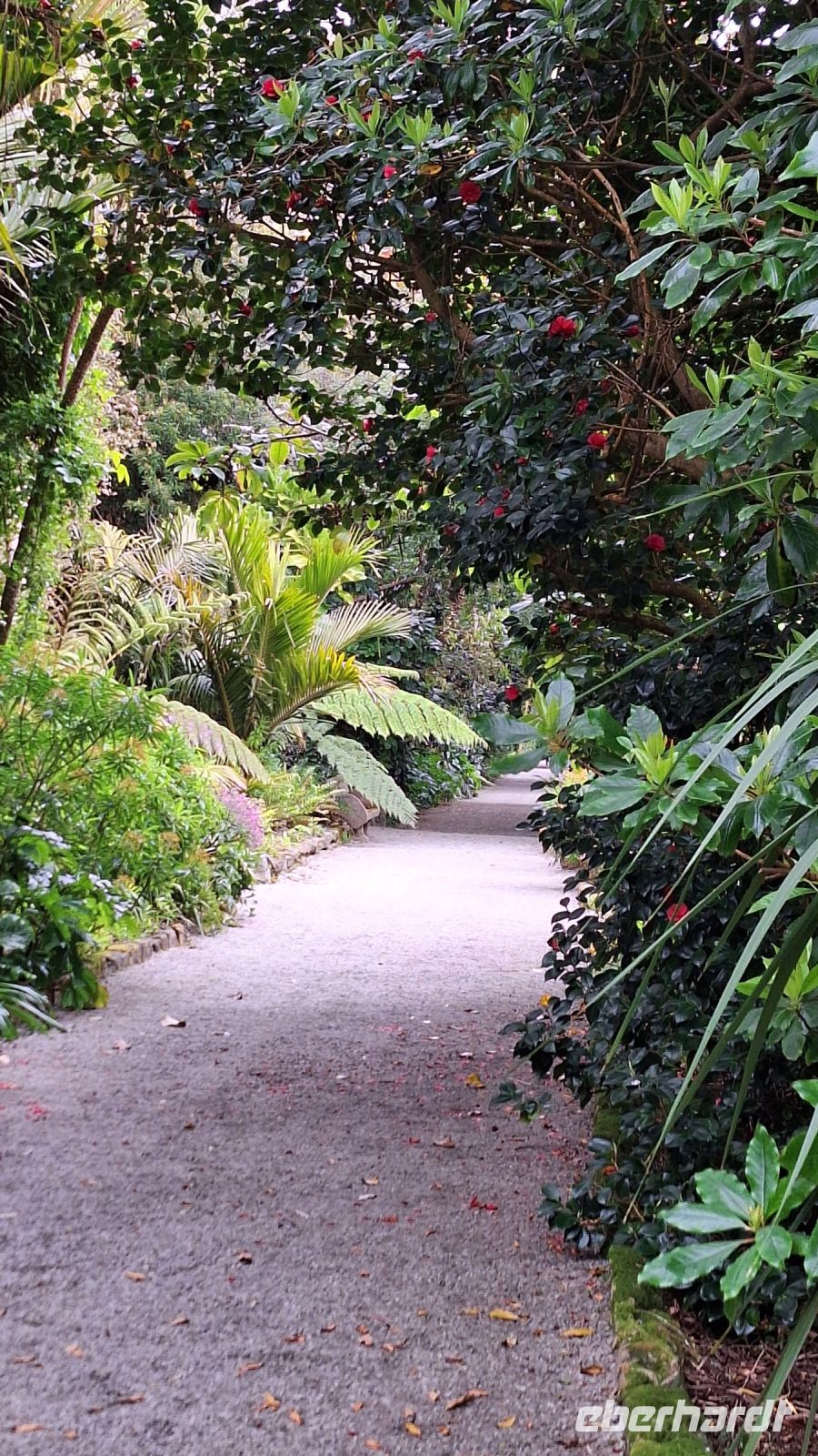Isles of Scilly, Tresco: Tresco Abbey Gardens