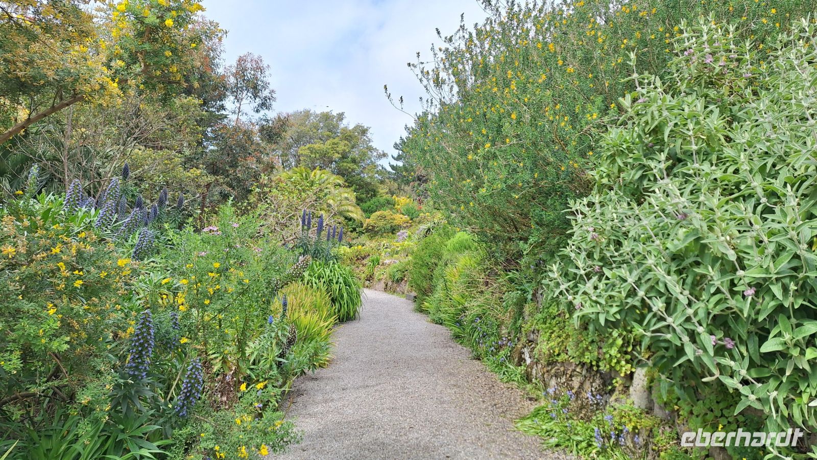 Isles of Scilly, Tresco: Tresco Abbey Gardens