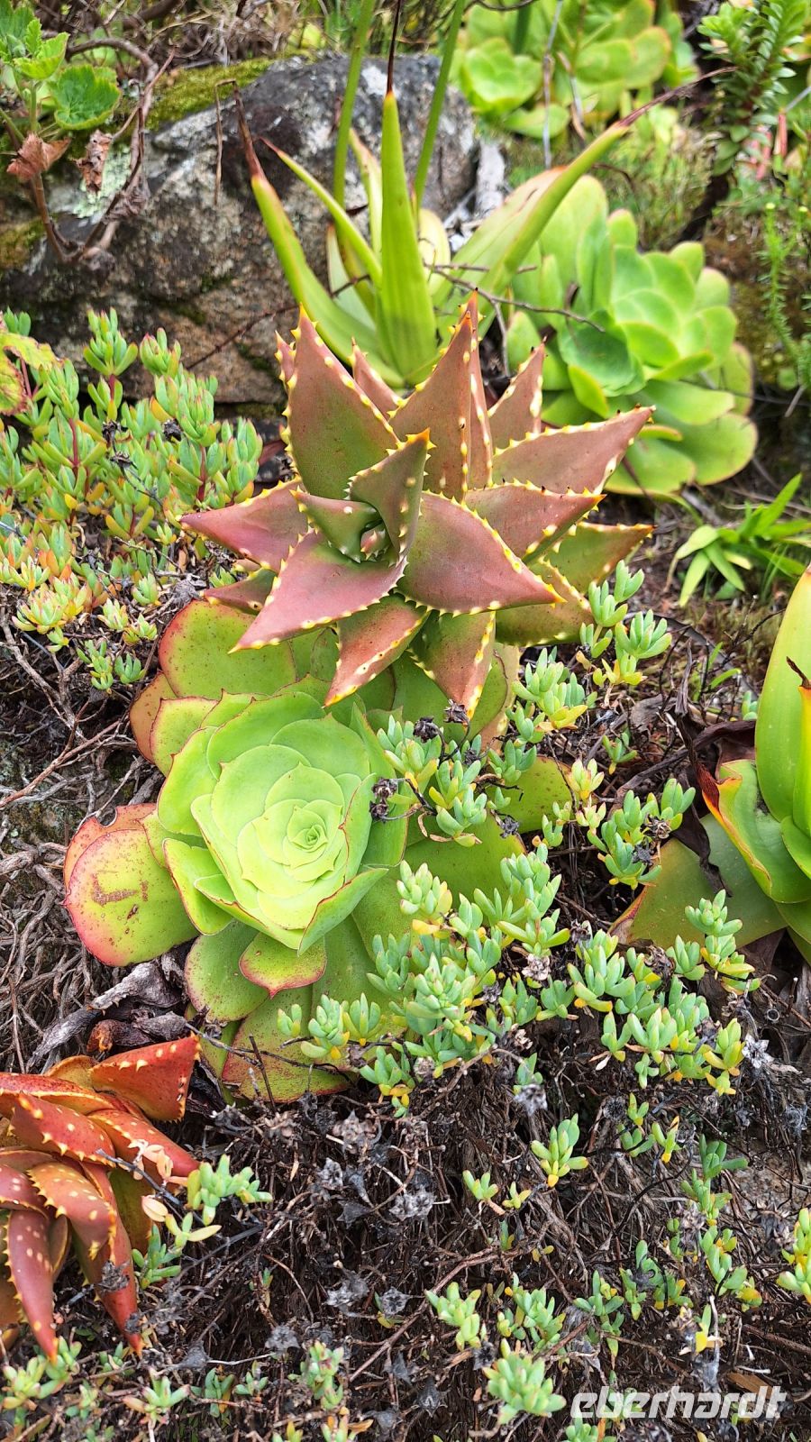 Isles of Scilly, Tresco: Tresco Abbey Gardens